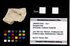 Foto (Objekt + Etikett) von Decapoda indet.  (NHMW-GEO-1990-0041-2550)